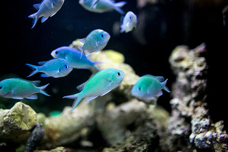 petland fish