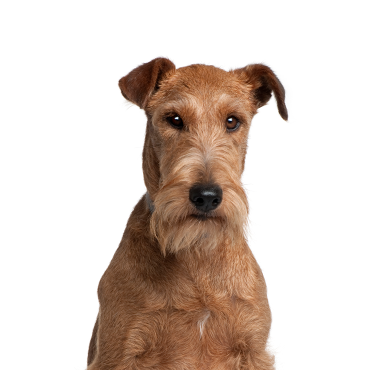 Irish Terrier Puppies - Petland Hillsboro, OH