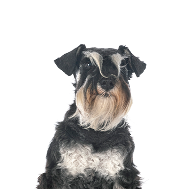Miniature Schnauzer Puppies - Petland Hillsboro, OH