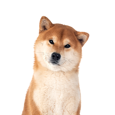 Shiba Inu Puppies - Petland Hillsboro, OH