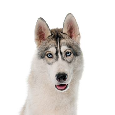 Siberian Husky Puppies - Petland Hillsboro, OH